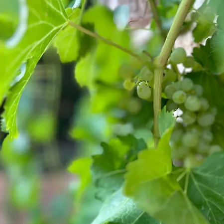 別荘 Mas De Borras *