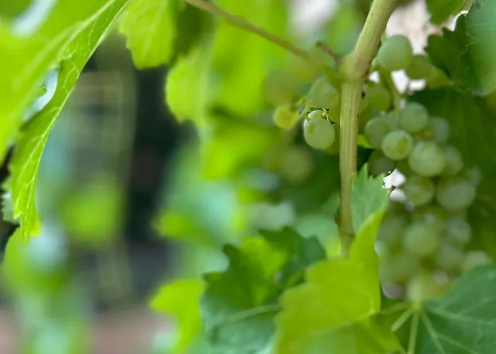 Feriehus Mas De Borras *