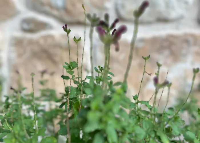 Mas De Borras Feriehus *